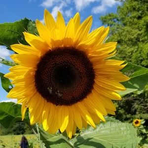 Meet your Posher, Remilie